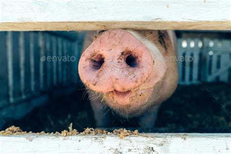 Pig Nose In Pigsty Close Up Stock Images Page Everypixel