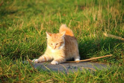 Free Picture Cute Grass Cat Fur Kitten Grass Feline Pet