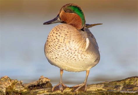 Green Winged Teal Ducks Unlimited