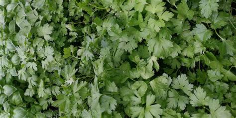 How To Grow Coriander From Seeds Nordic Lavender