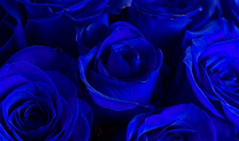 A Close Up View Of Royal Blue Roses Stock Photo Download Image Now