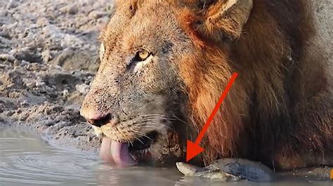 Pesky Turtle Messes With Some Lions And Totally Gets Away With It Too