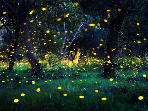 Fleeting Fireflies Pinoy Transplant In Iowa