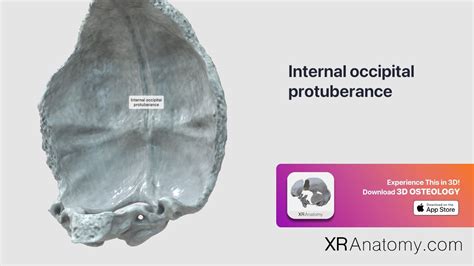 Occipital Bone Internal Occipital Protuberance Youtube