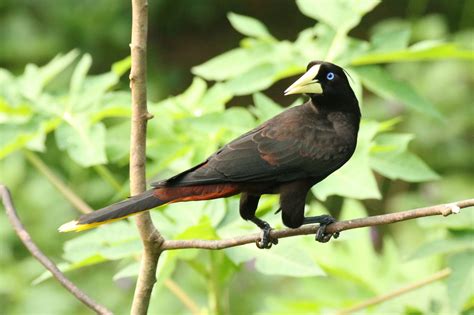 Crested Oropendula Great Bird Pics