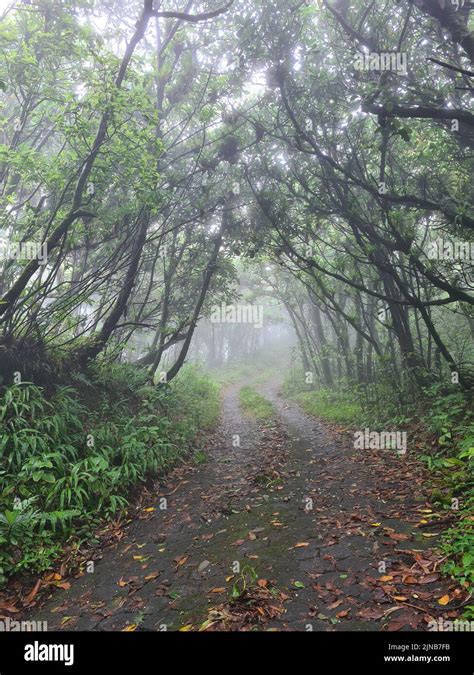 Hiking Misty Foggy Path Road Around Foggy Trees Stock Photo Alamy