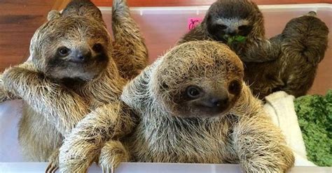 San Jose Sloth Sanctuary En Wildlife Rescue Center Tour Getyourguide