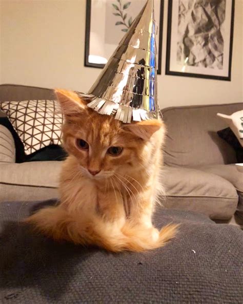 excited-for-his-first-new-year-celebration-orange-cats,-cats,-new-year-celebration