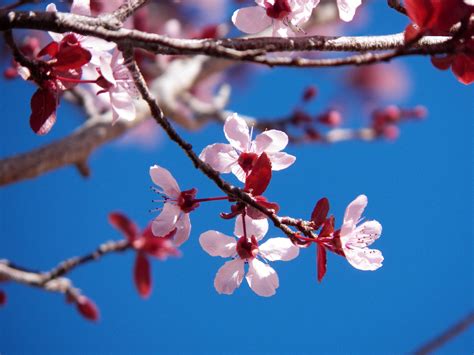 Cherry Blossom Blue Sky Bloemen