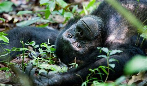 Charlie loved the idea, the family went to work, and trekking the national parks was born. Chimpanzee Trekking in Semuliki National Park : Chimp ...