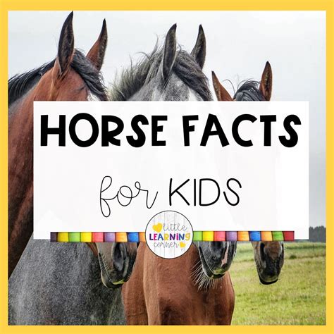 50 Fun Horse Facts For Kids Little Learning Corner
