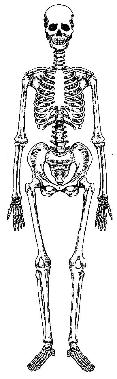Skeleton Clipart Skeletal System Skeleton Skeletal System Transparent
