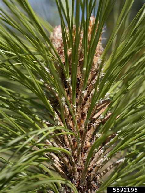 Apache Pine Pinus Engelmannii