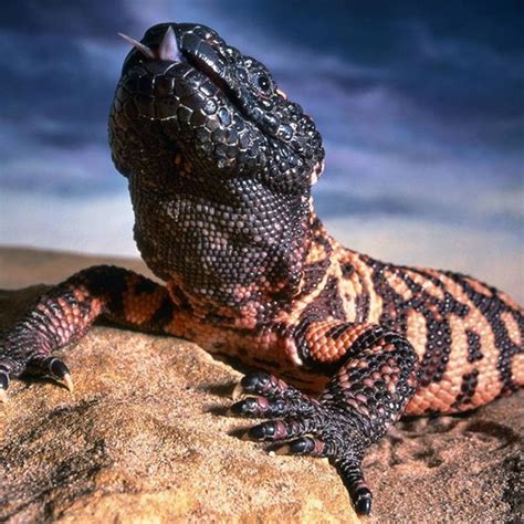 Download Gila Monster Close Up Tongue Out Wallpaper