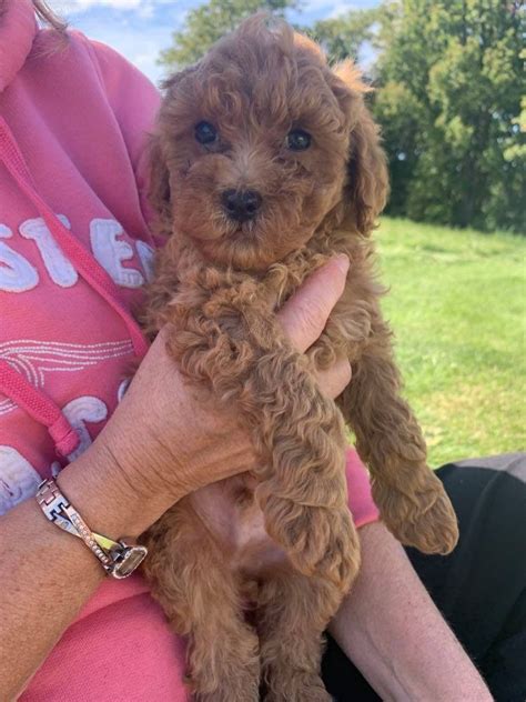 To this end, they make. Goldendoodle Puppies For Sale | Lowville, NY #337168