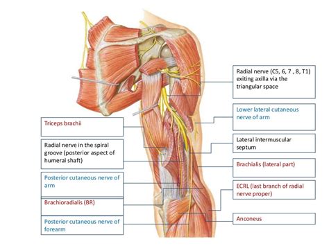 Radial Nerve Palsy Clinical Features And Diagnosis