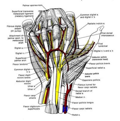 Are Connected With Tendons Muscles Nerves That Run Through Wrist