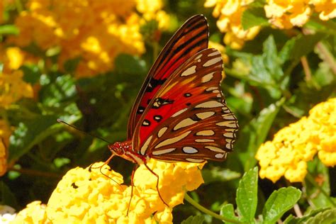 Fritillary Butterfly Pictures