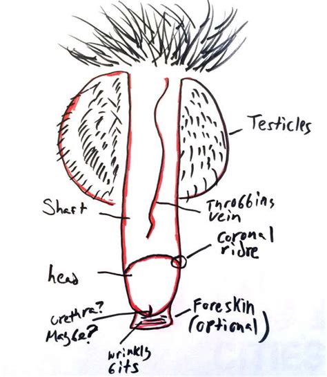 can you draw an anatomically correct penis an experiment