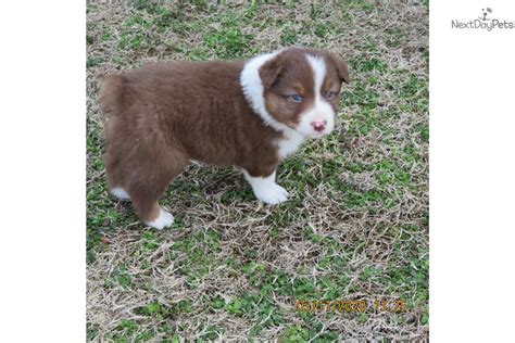 (okc > oklahoma city) pic hide this posting restore restore this posting. Usda Licensed: Australian Shepherd puppy for sale near Tulsa, Oklahoma. | 5ce1e872-24c1