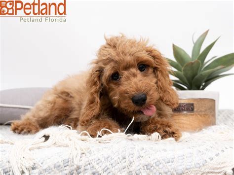 They make excellent house dogs, interact well with children, and get along with other animals. Petland Florida has Mini Goldendoodle puppies for sale ...