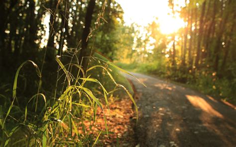 Wallpaper Sunlight Landscape Forest Street Nature Grass Branch