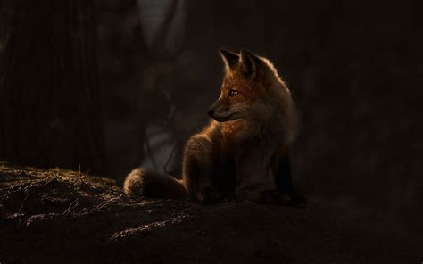 Animal Fox Hd Wallpaper
