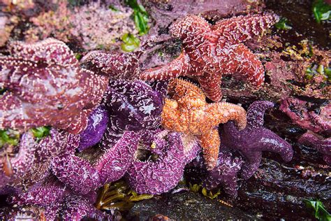 Starfish Galaxy Of Color Photograph By Gary Hartley Fine Art America