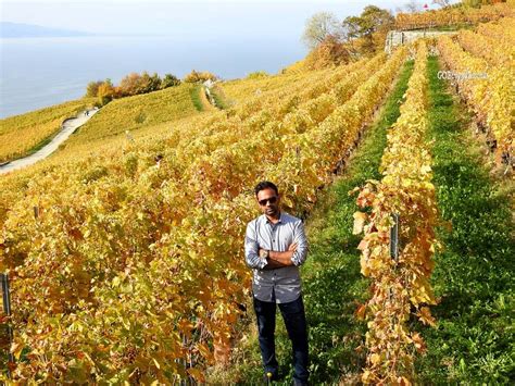 Lavaux Vineyards A Scenic Hike Along Lake Geneva In Switzerland In