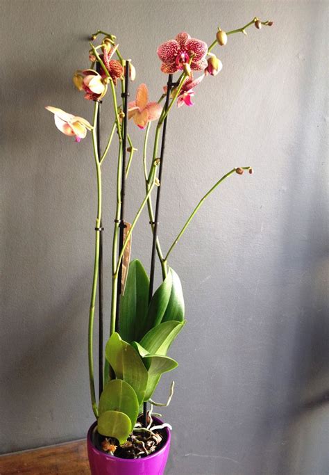 Stunning 3 Stem Orchids In Different Unusual Colours