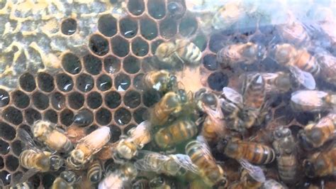 Virgin Honeybee Queen Tearing Down Other Queen Cells Youtube