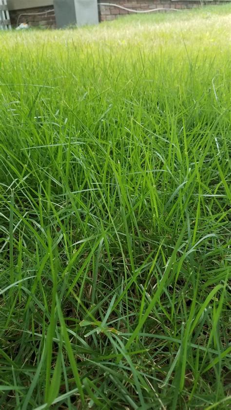 Help Identifying Grass Please Lawn Care Forum
