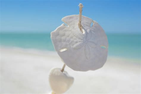 White Sand Dollars Pierced By Stick Selective Focus Photography With