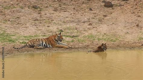 Full Shot Of Mother Tigress With Her Two Tiger Cubs Staring Possible