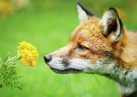 Close Up Of A Red Fox Smelling Marigold Flower Photograph By Giedrius