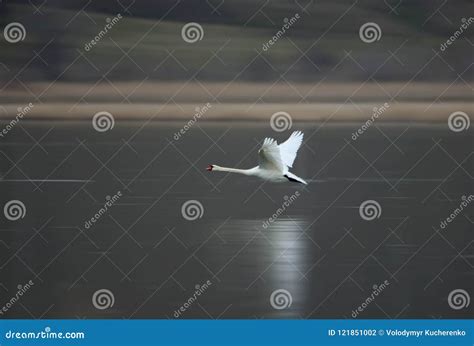 One White Swan Quickly Flies Over The Frozen Water Stock Photo Image