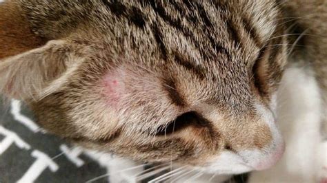 Ringworm In Cats Learn The Signs And How To Treat It Vetbabble