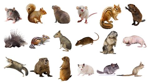 Learn Rodents Animals Names In English Vocabulary List Of Rodents