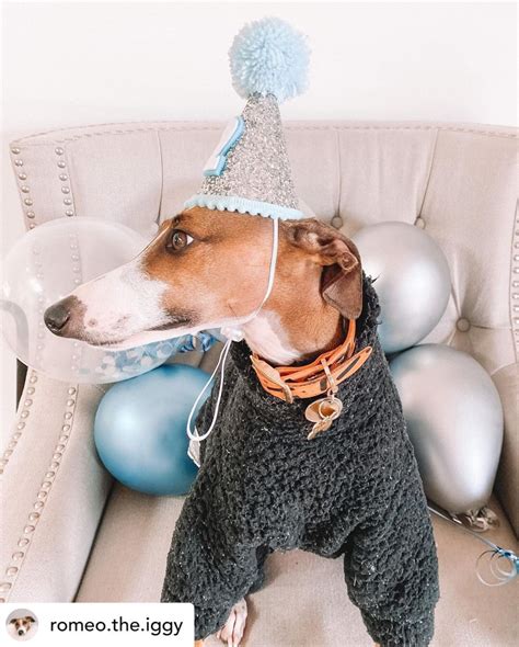 Dog Party Hat Dog Birthday Party Dog Accessories Puppy Etsy Australia