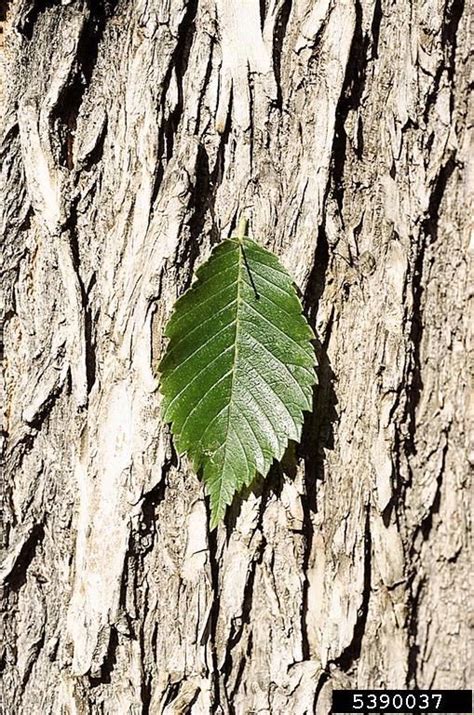 American Elm Leaves And Bark Elm Tree Bark Tree Identification