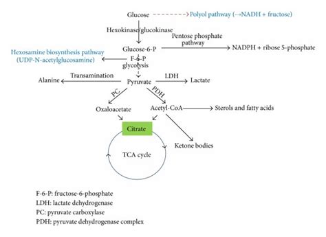 Fate Of Glucose The Major Pathways Shown In This Diagram Are