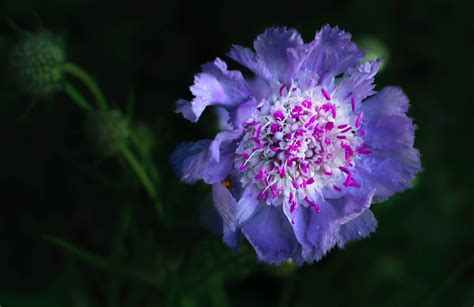 Photo Pincushion Flower By Raul Weisser On 500px Long