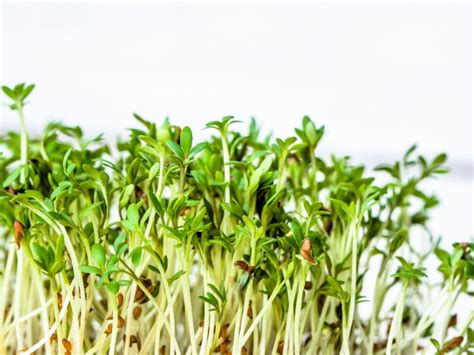 Homegrown Sprouts Learn To Grow Your Own Alfalfa Sprouts