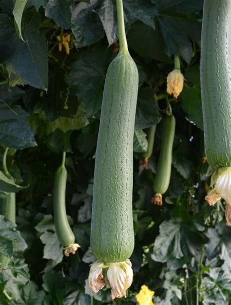 Several Cucumbers Hanging From A Vine In A Garden