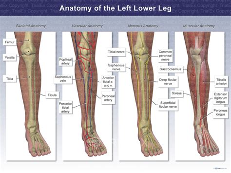 Anatomy Of The Left Lower Leg Trial Exhibits Inc