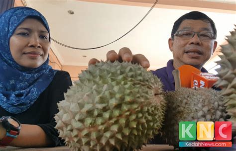 Kali ini saya mau membedakan ciri ciri bibit durian musangking. Berita TV Malaysia: Duri Hitam Vs Musang King Yang Mana ...