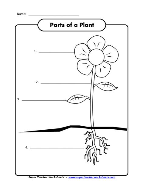 Printable Plant Parts Of A Flower Worksheet Parts Of A Flower Free