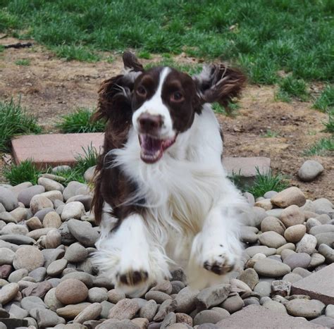 Firefly English Springer Spaniels in Pennsylvania | Find your English ...