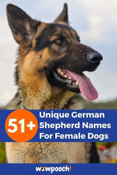 51 Unique German Shepherd Names For Female Dogs Wowpooch