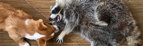 Raccoons Vs Dogs Are Raccoons A Real Threat To Your Dog